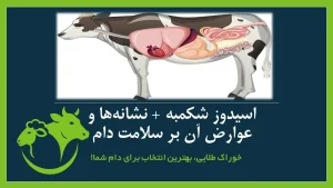 اسیدوز شکمبه