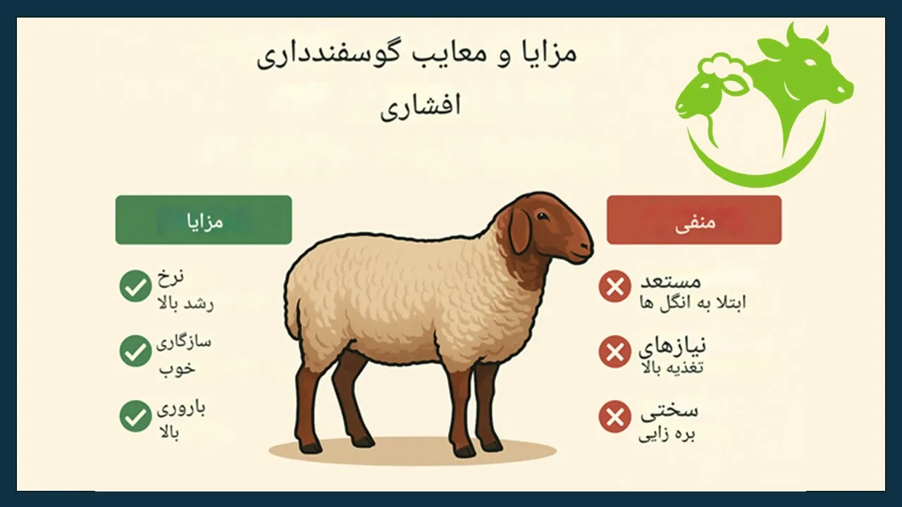 گوسفند افشار