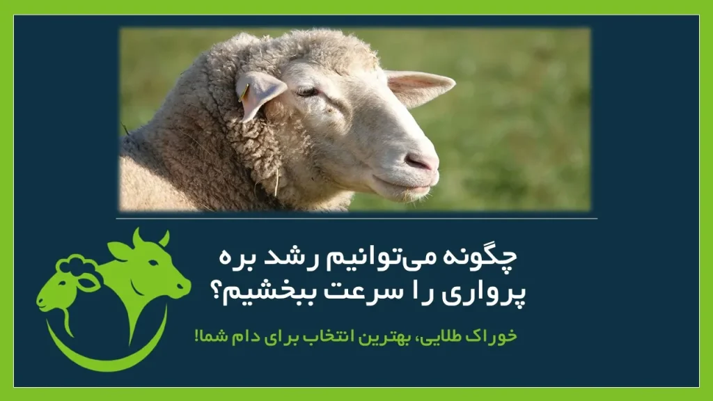 بره پرواری