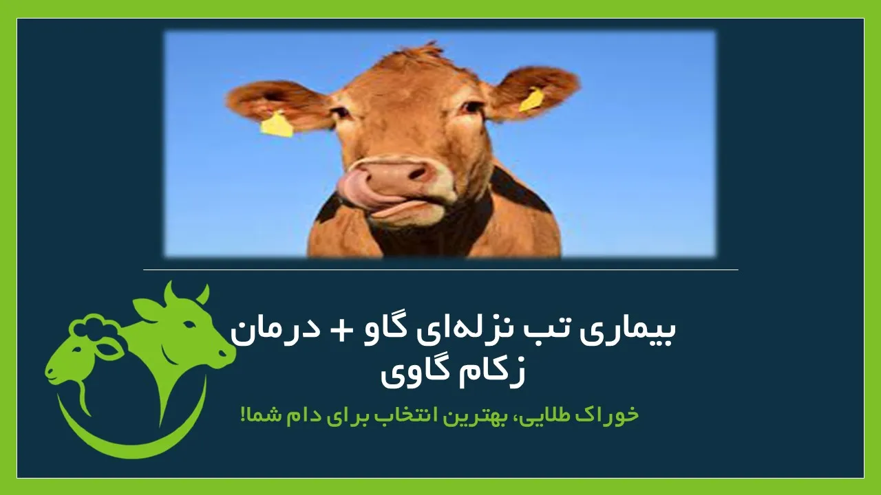 تب نزله‌ای