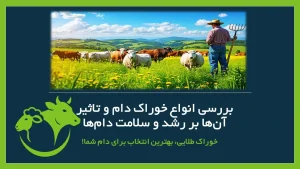 خوراک دام