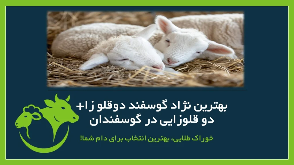 دو قلوزایی در گوسفند