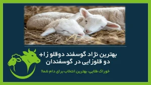 دو قلوزایی در گوسفند