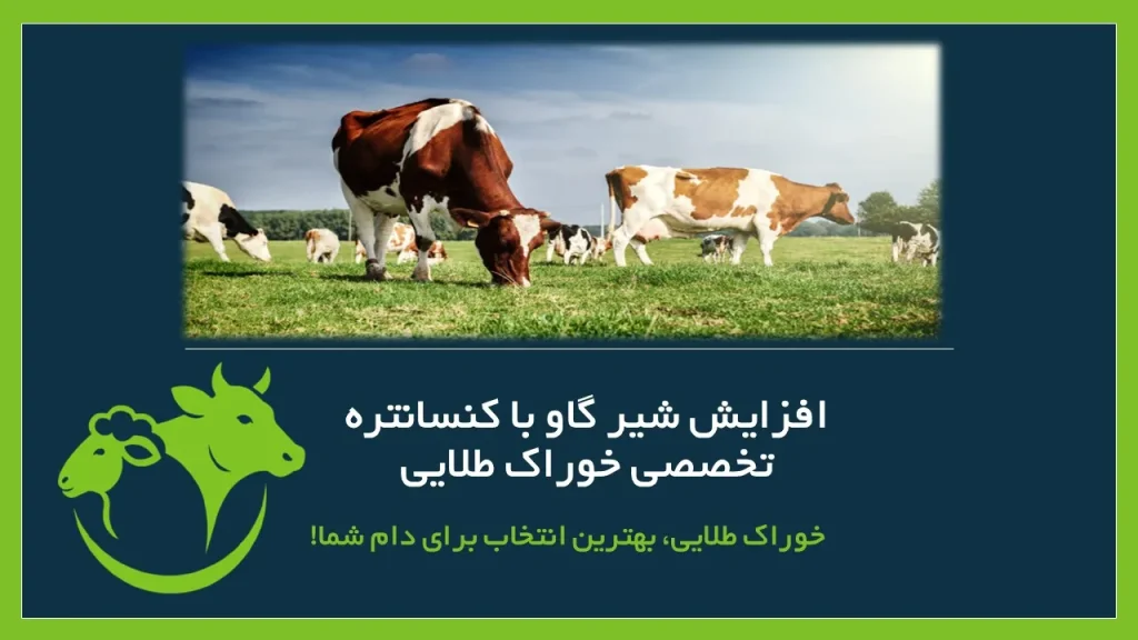 شیرگاو