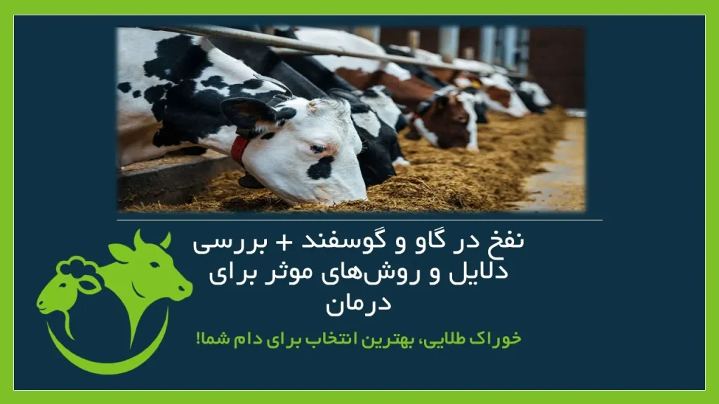نفخ در گاو و گوسفند