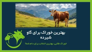 گاو شیرده