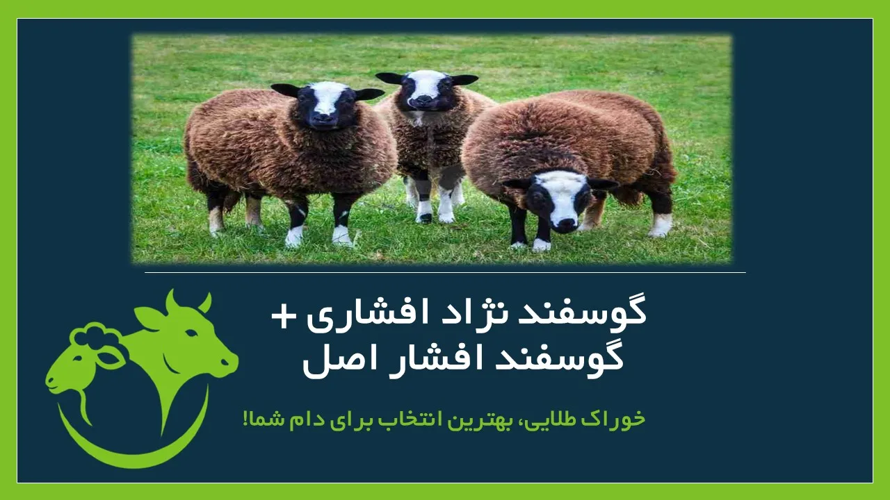 گوسفند افشار اصیل