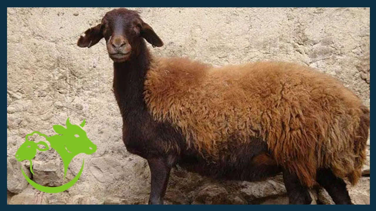 خوراک افشاری اصل