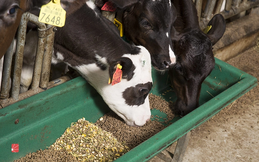 بهترین تغذیه دام برای افزایش وزن روزانه + نکات علمی و کاربردی برای بازدهی بیشتر