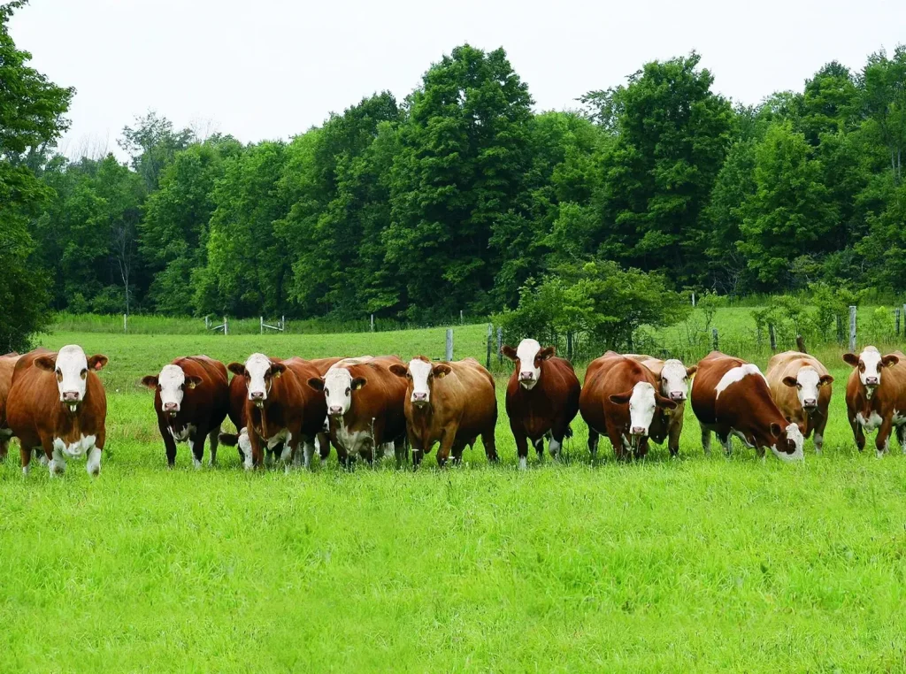 همه چیز درباره گاو سمینتال