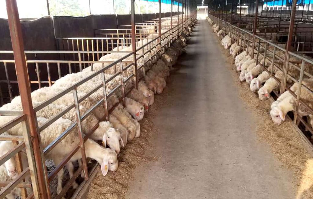 بهترین خوراک دام برای پرواربندی گوسفند