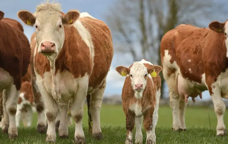 گوساله سیمینتال