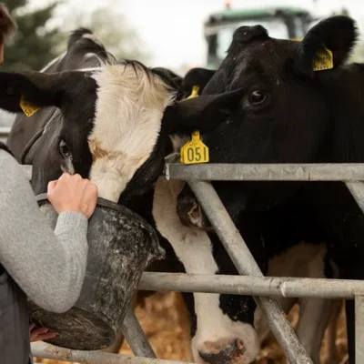 cows-slider