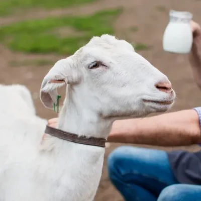 sheep-slider sheep-slider